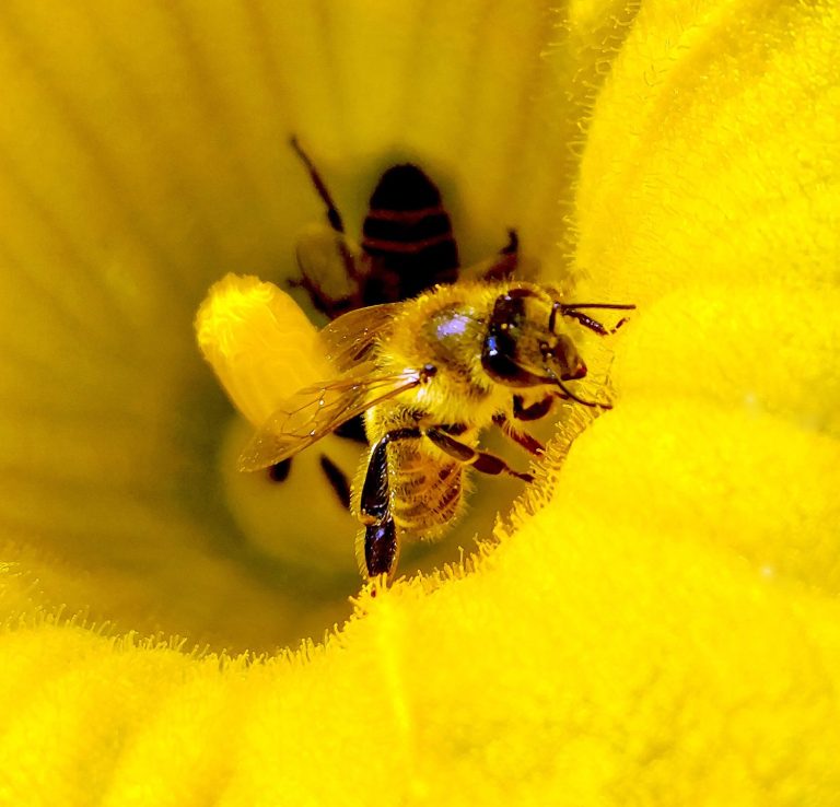 Biene in Zucchiniblüte