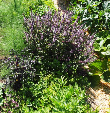Violetter Basilikum, Sellerie, Fenchel