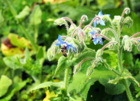 Wildbiene im Borretsch