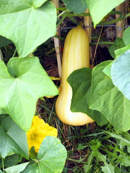 Butternut-Kürbis mit Blüte