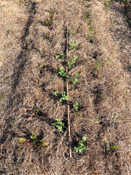 Jungpflanzen im Mulchbeet