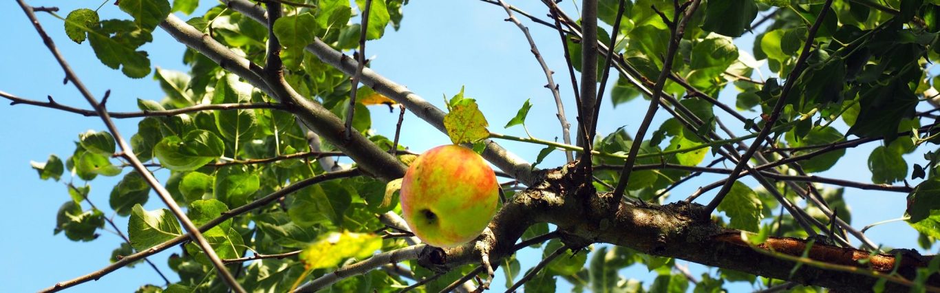 Reifer Apfel am Baum