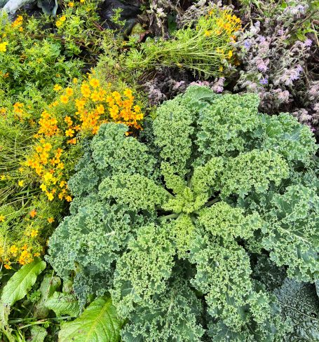 Grünkohl mit Gewürztagetes