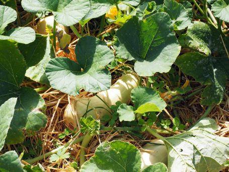 Butternut-Kürbis auf Stroh