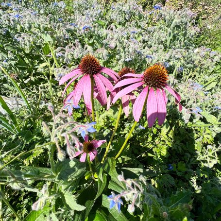 Echinacea mit Borretsch