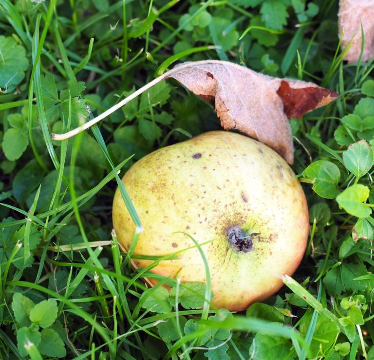 Fallapfel im Gras