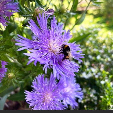 Dunkle Erdhummel auf Sommeraster