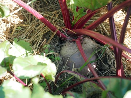 Rote Beete im Mulchbeet