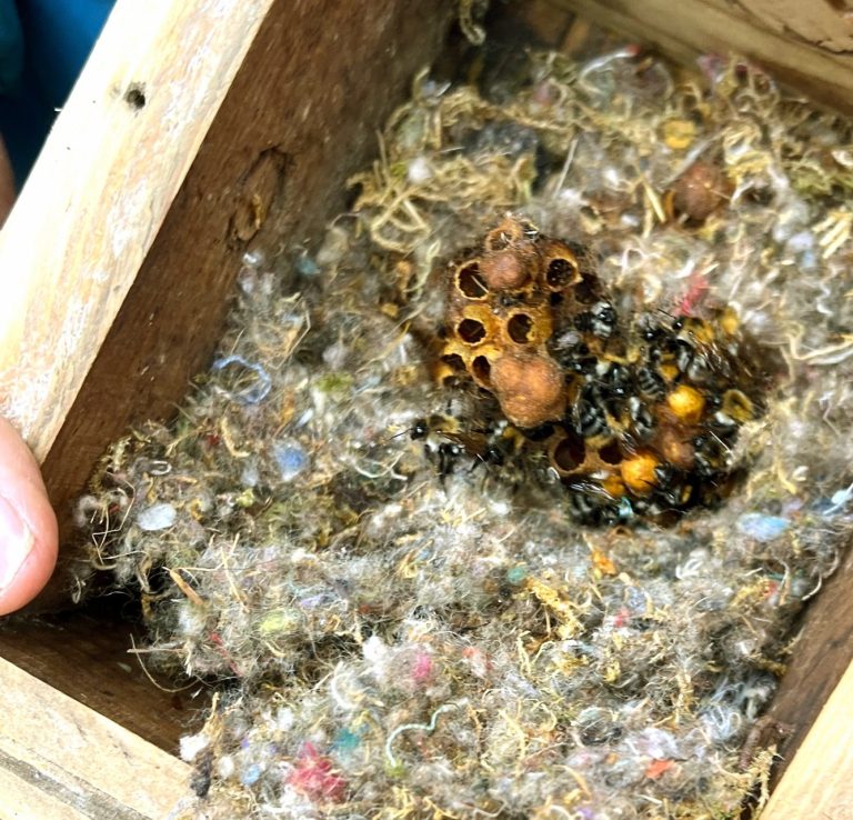 Brutkasten für Wildhummeln