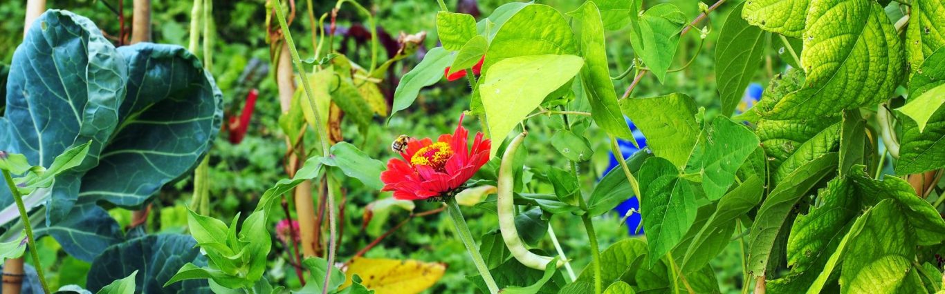 Permakultur im Garten