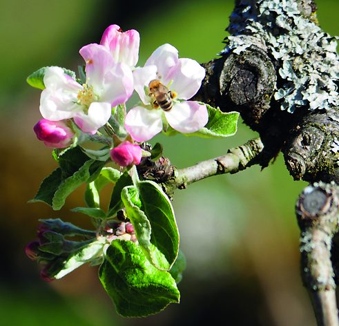 Apfelblüte mit Biene