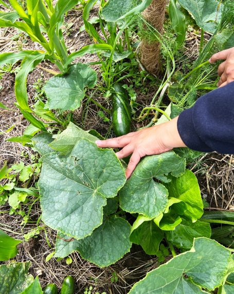 Gurke, Mais, Dill im Mulchbeet